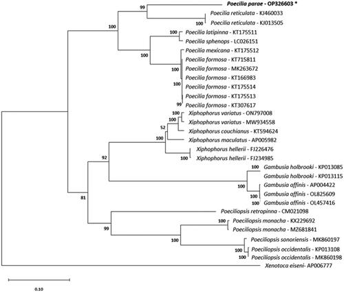 Figure 3. Maximum-likelihood phylogeny reconstructed using mitochondrial protein-coding sequences under the GTR + G+I model and 1000 bootstrap replicates. The following sequences were used: AP005982 (Miya et al. Citation2003), KT594624 (Zhang et al. Citation2016), MW934558 (Eastis et al. Citation2021), ON797008, FJ226476 (Bai et al. Citation2009), FJ234985 (Bai et al. Citation2009), CM021098 (van Kruistum et al. Citation2020), KJ013505 (Kong et al. Citation2016), KJ460033 Künstner et al. (Citation2016), OP326603 (this study), KT166983 (Dang et al. Citation2016), KT175513, KT307617 (Sung et al. Citation2016), KT715811, MK263672, KT175514, KT175512, KT175511, LC026151 (Jiang et al. Citation2016), KX229692 (Jeon et al. Citation2016), MZ681841, MK860197 (Mateos et al. Citation2019), KP013108, MK860198 (Mateos et al. Citation2019), OL825609, OL457416, AP004422 (Miya et al. Citation2003), KP013085, KP013115, and AP006777 (Setiamarga et al. Citation2008). Numbers on nodes are bootstrap support values. The sequence generated in this study is written in bold font and marked with an asterisk.