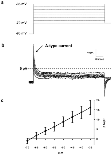 Figure 3. Measurements of A-type currents of PVN oxytocin neurons.(a) A voltage protocol for measurement of A-type currents of PVN oxytocin neurons. Recorded cells were held at −90 mV and the currents were evoked by 400 ms voltage depolarization to voltage values between −70 to −35 mV in 5 mV increments under presence 30 mM TEA (b) A representative A-type current of PVN oxytocin neurons. (c) A current-voltage relationship curve of A-type currents of PVN oxytocin neurons (n = 8).