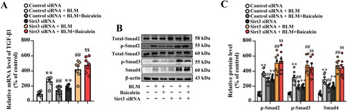Figure 7. Sirt3 knockdown abolishes the protective effects of baicalein on BLM-induced TGF-β1/Smad signalling in the lung tissue. (A) The mRNA expression levels of TGF-β1 in pulmonary tissues were examined using RT-qPCR. (B) The protein expression levels of p-Smad2, p-Smad3 and Smad4 in pulmonary tissues were examined using western blotting. Data are presented as the mean ± SEM (n = 7). **p < 0.01 vs. control. ##p < 0.01 vs. BLM. $$p < 0.01 vs. BLM + baicalein. Sirt3: sirtuin 3; BLM: bleomycin; TGF-β1: transforming growth factor-β1; Smad: mothers against decapentaplegic homolog; RT-qPCR: reverse transcription-quantitative PCR.