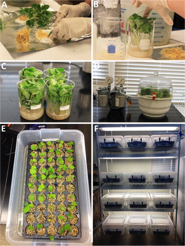 Figure 3. Cocultivation. (A) The roots of G. hirsutum being removed in a Petri dish containing genetically transformed A. rhizogenes. (B) The root-less G. hirsutum are placed into a beaker containing genetically transformed A. rhizogenes. (C) Root-less G. hirsutum in beakers prior to vacuum infiltration. (D) Root-less G. hirsutum in vacuum infiltration chamber prior to infiltration. (E) G. hirsutum planted in vermiculite after vacuum infiltration. (F) Twelve humidity chambers under lights, each containing 50 G. hirsutum plants that are recovering from the transformation procedure.