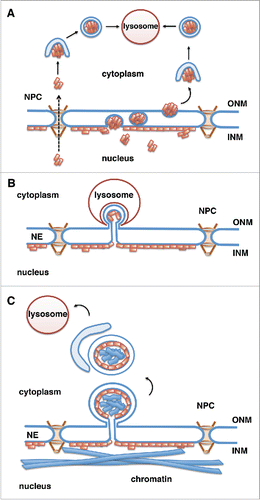 Figure 2. Potential mechanisms for lysosomal degradation of progerin by autophagy. Progerin (depicted by orange rectangles) is a lamin A mutant that associates with the INM. Progerin may become accessible for degradation by the cytoplasmic lysosomes in the following ways. (A) Progerin aggregates translocate to the cytoplasm through nuclear pores (NPCs) or vesicle-mediated transport through the double membrane of the NE (nuclear egress). Progerin aggregates are engulfed by the autophagosomal membrane in the cytoplasm and fuse with the lysosome.Citation67 (B) Similar to piecemeal microautophagy of the nucleus in yeast, blebs of the nuclear envelope are engulfed by invaginations of the lysosomal membrane and then pinch off into the lysosomal lumen. (C) Vesicles or micronuclei bud off from the nuclear envelope, are engulfed by the growing isolation membrane producing autophagosomes, which fuse with lysosomes and deliver nuclear components to the lysosomal lumen.