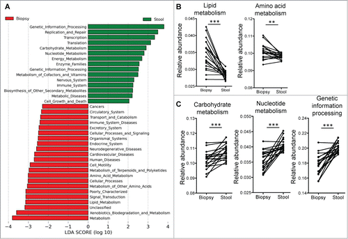 Figure 3. (A) Supervised analysis with LEfSe (Log LDA > 2.00) showed functional pathways that were differentially enriched in the mucosal microbiome and the luminal microbiome. (B) Paired analyses of stool and biopsy samples from the same individuals found lipid and amino acid metabolism pathways to be enriched in the mucosal microbiome, while carbohydrate and nucleotide metabolism pathways, as well as genetic information processing pathways to be more abundant on the luminal microbiome. Paired t-tests: **P < 0.005, ***P < 0.0005.