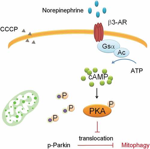 Figure 1. Parkin Phosphorylation attenuats mitophagy.