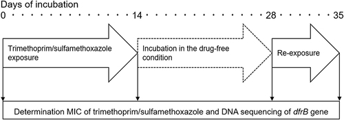 Figure 1 Experimental design. Allow indicated days of incubation with or without trimethoprim/sulfamethoxazole.