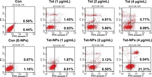 Figure 6 Apoptosis rates induced by a series of doses of Tet or Tet-NPs by FACS.Abbreviations: Tet, tetrandrine; Tet-NPs, tetrandrine-loaded poly(N-vinylpyrrolidone)-block-poly(ε-caprolactone) nanoparticles; FACS, fluorescence activated cell sorting; Con, control; FITC, fluorescein isothiocyanate; E-NPs, empty nanoparticles.