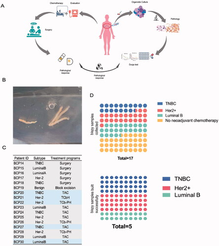 Figure 1. Study design and construction of BC organoids. (A) Flow diagram of the study, including clinical neoadjuvant chemotherapy before surgery and drug tests on organoids. (B) The puncture tissue of the patient obtained by the core puncture under the guidance of colour Doppler ultrasound is 1–2 cm strip shape. (C) Neoadjuvant chemotherapy regimen of patients with different kind of subtype. (D) Successful cultivation of biopsy samples of different subtypes.