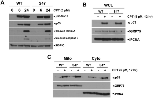 Figure 2. Equivalent transcription-independent apoptosis and mitochondrial localization of WT p53 and S47 in response to camptothecin.(A) WT and S47 MEFs were treated with 5 μM camptothecin (CPT) for 0, 6, 24 hours and subjected to analysis by western blot using antibodies for the proteins indicated. HSP90 is included as a loading control. The data depicted are representative of three independent experiments from several independent MEF cultures of each genotype. (B,C) Western blot analysis of whole cell lysate (WCL) (B) and lysate from purified mitochondria (Mito) versus cytosolic fraction (Cyto) (C) isolated from WT and S47 MEFs untreated or treated with 5 μM CPT for 12 hours. Lysates were probed for the mitochondrial proteins HSPA9 (GRP75) and cytochrome c, and the nuclear/cytosolic protein PCNA as an assessment of purity.