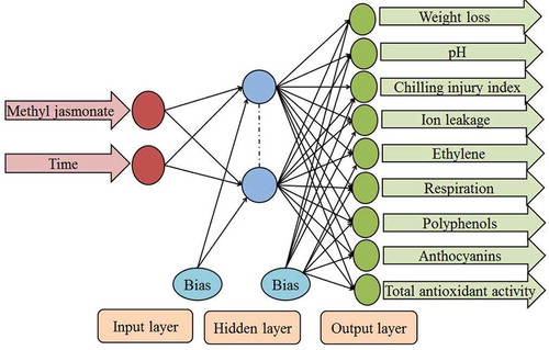 Figure 1. Artificial neural network model for prediction quality parameters of pomegranate fruit.