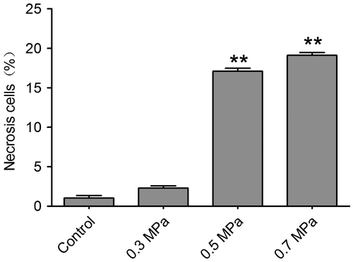 Fig. 5. Quantitative determination of necrosis using Flow Cytometry.Notes: Cell necrosis can be found by using Flow Cytometry in different mechanical compression. The bar graph represents the mean percentage (±SEM) of necrosis cells in each condition. In the mechanical compression groups, except 0.3 MPa group, the percentage of necrosis cells increased significantly compared with the control group (**p < 0.01).