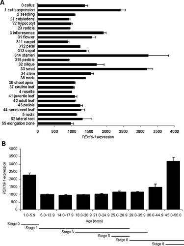 Supplementary Figure 1.  Expression profiles of Arabidopsis PEX19-1. Expression profiles were constructed from public microarray data using tools available on the GENEVESTIGATOR website Citation[44]. (A) Expression in various plant organs generated by the Gene Atlas tool. (B) Expression at different developmental stages, defined by Citation[45]. Stage 0, seed germination; stage 1, leaf development; stage 3, rosette growth; stage 5, inflorescence emergence; stage 6, flower production; stage 8, silique development generated by the gene chronologer tool.