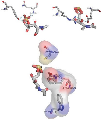 Figure 2 Docking of wild-type GALNS and G6S using PyMOL. The most significant interactions are shown: hydrogen bonds, the O2-sulfate group of N-acetylgalactosamine-6-sulfate interacted with p.Gln111 of GALNS, O9 and O7-sulfate of G6S interacted with p.Tyr170, O7 of G6S interacted with p.Arg175 and p.Glu112. Electrostatic interactions with p.Tyr108, p.Cys165, p.Trp520, and p.Pro110.