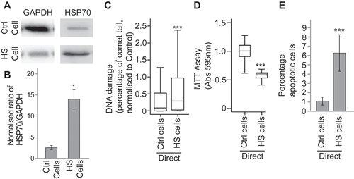 Figure 1. Heat treatment induces a stress response in directly treated cells. MCF7 cells were heat shocked at 45°C (HS) control treated at 37°C (Ctrl) for 1 h and then maintained at 37°C for 24 h. The levels of HSP70 and GAPDH were assayed after heat shock (a) via western blotting (see Supplementary figure 4 for full blots) and the ratio of HSP70 to GAPDH was calculated (b). Error bars represent standard error of the mean for three biological replicates. The levels of DNA damage (c), cell viability (d) and apoptosis (e) in treated cells were measured using the comet assay, the MTT assay and the apoptosis assay, respectively. For comet assays at least 500 cells were counted across two biological replicates. Box and whisker plots show percentage of DNA in the comet tail, median, upper and lower quartiles, error bars are 1.5× interquartile range. For MTTs absorbance at 595 nm in 30 wells containing treated cells was measured. Box and whisker plots show absorbance at 595 nm, median, upper and lower quartiles, error bars are 1.5× interquartile range. For apoptosis assays at least 1000 cells were counted across two biological replicates, error bars represent standard deviation. *p < 0.05, **p < 0.01 and ***p < 0.001.