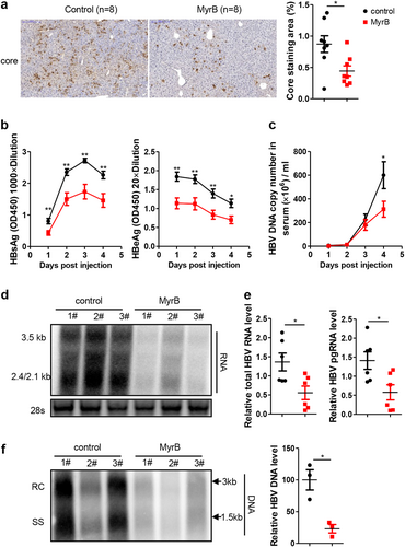 Fig. 4 MyrB inhibits HBV replication at the postentry step in vivo.a Intrahepatic core proteins were detected by immunohistochemical staining at 4 days after hydrodynamic injection (dphi). The percentage of area showing stained core proteins was analyzed using a Panoramic MIDI Digital Slide Scanner (3DHISTECH). b HBsAg and HBeAg secreted in serum were detected by ELISA. c HBV DNA in serum was detected by real-time PCR. d, e HBV RNA in the liver was analyzed by northern blotting and real-time PCR, respectively. mRNA levels were normalized to mouse GAPDH (mGAPDH) mRNA. f HBV DNA in the liver was analyzed by Southern blotting, and the intensity of each lane was calculated using NIH ImageJ software. Data are representative of two independent experiments. A two-tailed t-test was used to determine the differences in multiple comparisons. *P < 0.05, **P < 0.01