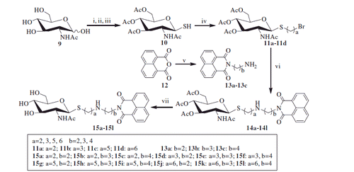 Scheme 1. Synthesis of thioglycosides 15a–15l. (i) AcCl; (ii) thiourea, acetone; (iii) Na2S2O5, DCM, H2O; (iv) α, ω-dibromoalkane, K2CO3, acetone, H2O; (v) α, ω- diaminoalkane, EtOH (vi) K2CO3, CH3CN; (vii) NH3, MeOH.