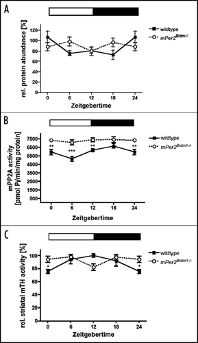 Figure 1 Diurnal variation of tyrosine hydroxylase (TH) and Protein Phosphatase 2A (PP2A) in wild type and Per2 mutant mice. (A) TH protein levels in the nucleus accumbens. (B) PP2A activity in the striatum. (C) TH activity in the striatum. Data are plotted as means ± SEM (n = 3 or more). Significant differences were determined by two-way ANOVA combined with Bonferroni posttests and two-tailed unpaired t-test. The white and black bars indicate light and dark phase. Animals were entrained to a 12:12 h LD cycle. Asterisks mark significant differences determined by Bonferroni posttest. Values 0/24 are double plotted.