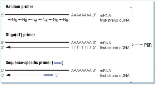 Figure 1. Diagram of RT-PCR approach (https://worldwide.promega.com. ).