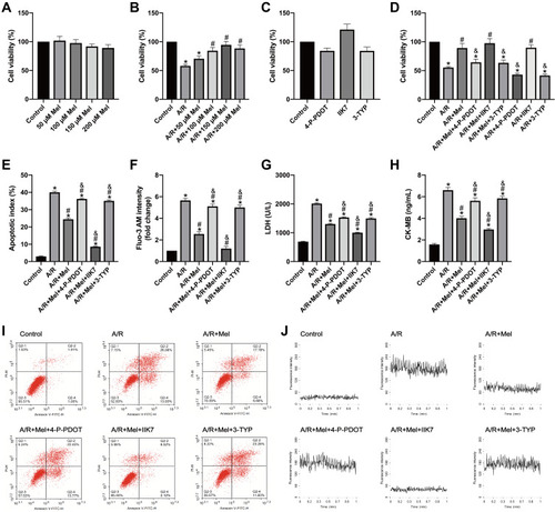 Figure 1 Melatonin ameliorated A/R injury in H9c2 cells by increasing cellular viability and reducing the apoptotic index, cellular Ca2+ level, LDH release and CK-MB level, but these effects were attenuated by 4-P-PDOT or 3-TYP and increased by IIK7. (A–D) Cell viability was examined by MTT assay and was calculated by dividing the optical density of samples by that of control group. (E) Apoptotic cells were evaluated by Annexin V/PI staining; the results are expressed as the calculated apoptotic index. (F) The mean fluorescence of Fluo-3 AM-stained cells was assessed using a confocal microscope, and the data were normalized to the control group. (G) LDH levels. (H) CK-MB levels. (I) Representative apoptosis data from flow cytometry. (J) The fluorescence intensity of Fluo-3 AM is representative of the cellular calcium concentration. Data are described as the mean ± SEM (n=6 in each group). *P < 0.05 vs the control group; #P < 0.05 vs the A/R group; &P < 0.05 vs the A/R + Mel group.