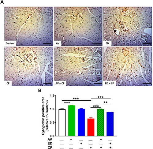 Figure 7 AV and ED increase cardiac cytoglobin expression in CP-induced rats. Treatment with AV or ED increased the expression of cytoglobin in the heart of rats. (A) Representative images showing immunohistochemical staining of cytoglobin in the heart of rats. [Scale bar = 100µm]. (B) image analysis of the expression of cytoglobin in the heart of rats. Data are mean ± SEM, (n = 8). **P<0.01 and ***P<0.001.