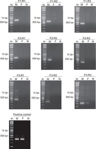 Figure 4. Amplification pattern of FSDM locus in male and female individual. m: 1 kb Plus DNA Ladder (New England Biolabs); M: Male; F: Female; N: Negative control (H2O)