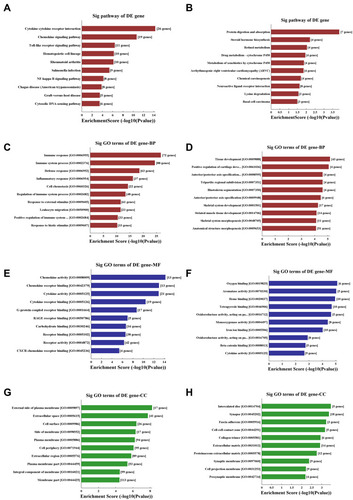 Figure 2 KEGG pathway analysis and GO enrichment analysis of differentially expressed mRNAs. (A and B) The significantly upregulated (A) and downregulated (B) pathways in COPD vs non-COPD patients. The P-value (EASE-score, Fisher’s P-value, or hypergeometric P-value) denotes the significance of the pathway correlated to the conditions. The lower the P-value, more significant is the pathway (the recommended P-value cutoff is 0.05). (C and D) GO analysis about the top ten counts of enrichment score in the biological process. Up-regulated (C) and down-regulated (D) in the biological process. (E and F) GO analysis of the top ten counts of enrichment score in the biological process. Up-regulated (E) and down-regulated (F) gene molecular function. (G and H) GO analysis of the top ten counts of enrichment score of up-regulated (G) and down-regulated (H) cellular component.