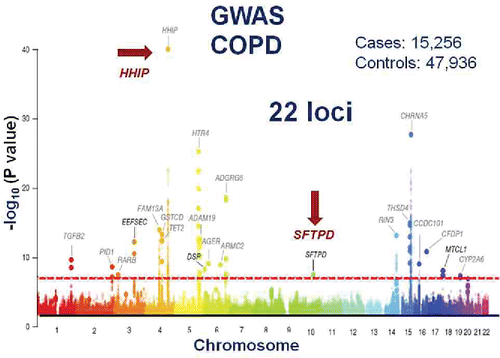 Figure 7. A Manhattan plot for a large GWAS of COPD. A total of 22 loci achieved genome wide significance for association with COPD in this case control design. HHIP, which was also identified as a susceptibility locus for low lung function, is indicated by the red arrow and was the most significant “hit.” Reprinted by permission from Macmillan Publishers Ltd: Hobbs BD, de Jong K, Lamontagne M, et al. Genetic loci associated with chronic obstructive pulmonary disease overlap with loci for lung function and pulmonary fibrosis. Nat Genet. 2017 Mar;49(3):426–432.