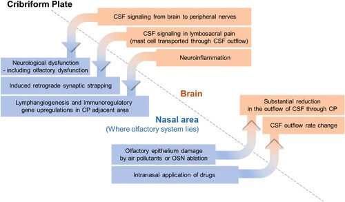 Figure 2. Interconnected changes found in brain and nasal area, bounded by the cribriform plate.