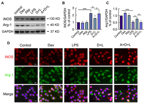 Figure 5 Dex promoted M2 polarization through activating α2-AR. MH-S cells incubated with 1 µM Atip for 3 hrs, then exposed simultaneously to 10 ng/mL LPS or/and 100 nM Dex for another 24 hrs. (A) Western Blot was used to detect the expression of M1 marker iNOS and M2 marker Arg-1, GAPDH as a loading control. Western Blot analysis of the expression of (B) iNOS and (C) Arg1. Data were presented as mean ± SD (n = 4). *p < 0.05, ***p < 0.001. (D) Immunofluorescence shows the expression of both iNOS (red) and Arg1 (green) in individual cell. Red arrows indicate enhanced iNOS expression representing M1 macrophages, while green arrows indicate enhanced Arg1 expression representing M2 macrophages. Scale bar: 10 μm.