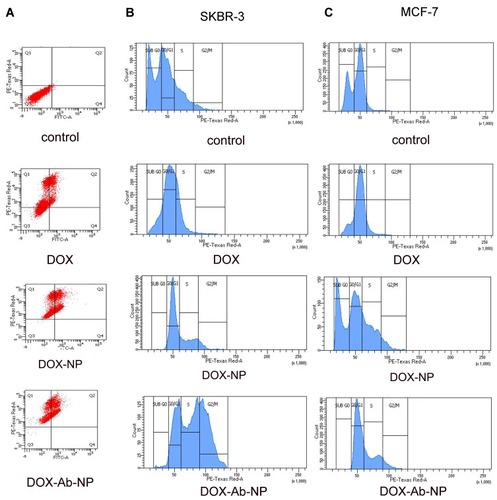 Figure 6 Apoptosis and cell cycle analysis data of breast cancer cells treated with experimental formulations and free-drug.Notes: (A) Apoptosis study by flow cytometry of SKBR-3 cells with the treatment of free DOX, DOX –NP, and DOX-Ab-NP after 24 hrs. Cell cycle analysis by flow cytometry for (B) SKBR-3 cells and (C) MCF-7 cells treated with DOX, DOX-NP, and DOX-Ab-NP for 24 hrs.Abbreviations: DOX, doxorubicin; Ab, antibody; NP, nanoparticle.