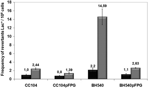 Figure 4. Mutagenesis LacZ of E. coli CC104, BH540, CC104 + pFPG, and BH540 + pFPG irradiated with 120 J/m2 UVC (gray column) or not irradiated (gray column). Values are the mean of at least five experiments and standard deviations were calculated (P < 0.001).