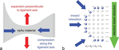 Figure 4. Crystal lattice strain in npAu: (a) Cylindrical ligaments show compressive lattice strain along the ligament axis and tensile strain in radial direction. (b) Inward surface relaxation. Averages over the lattice parameters along the path of the electron beam through the sample are decreasing toward the surface.