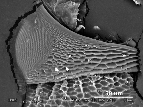 Figure 4. Scanning electron microscopy photograph of the stridulatory organs of Goniomma blanci.