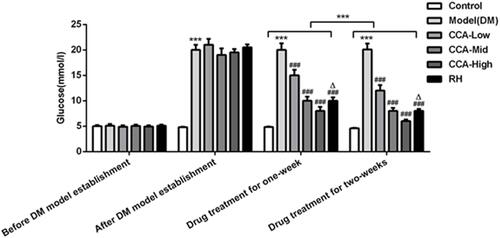 Figure 1 The effects of CCA on blood glucose level in vivo. The blood glucose level in the study groups before/after DM model establishment and drug treatment for one week/two weeks. ***P < 0.001 vs. control group; ###P < 0.001 vs. model group; ΔP < 0.05 vs. CCA-high group.