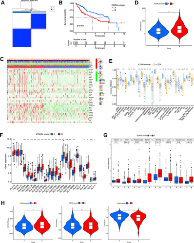 Figure 2 Identification of ICD-related gene subtypes in HCC. (A) Consensus clustering of HCC patients with k=2. (B) Kaplan-Meier curve showing the survival advantage of the ICD-low subtype was considerably better. (C) Heatmap displaying the association between the two subtypes and clinicopathological factors. (D) The immune score between two subtypes. (E) The landscape of tumor-infiltrating immune cells was analyzed by ssGSEA. Box plots revealing differential expression of HLA genes (F) and multiple ICGs (G) between two subtypes. (H) Violin plots revealing the ESTIMATE score, stroma score, and tumor purity in two subtypes. *P < 0.05; **P < 0.01; ***P < 0.001; ns, no significance.