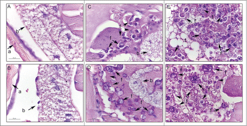 Figure 2. Histology of G. mellonella stained with PAS. Uninfected larvae (A, B); larva infected with P. brasiliensis after 1 hour (C) and after 4 days (E); larva infected with P. lutzii after 1 hour (D) and after 4 days (F). Amplification 1000x. Arrows indicates P. brasiliensis or P. lutzii. Structures annotated: (a) cuticle; (b) adipose bodies; (f) fungal cells.