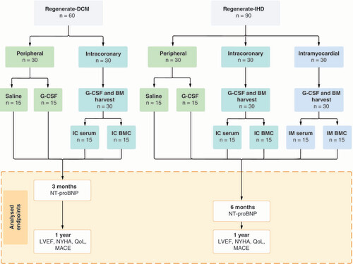 Figure 1. Study designs of the REGENERATE-DCM and REGENERATE-IHD trials.BM: Bone marrow; BMC: Bone marrow-derived cell; G-CSF: Granulocyte colony-stimulating factor; IC: Intracoronary; IM: Intramyocardial, LVEF: Left ventricular ejection fraction; MACE: Major adverse cardiac events; NT-proBNP: N-terminal pro brain natriuretic peptide; NYHA: New York Heart Association Class; QoL: Quality of life scores.