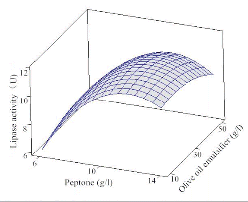 Figure 2. Response surface of lipase production effected by peptone and olive oil emulsifier.