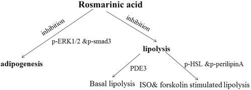 Figure 6. Brief summary of the metabolic networks involved in the effects of rosmarinic acid (RA) on adipogenesis and lipolysis. RA inhibits adipogenesis via phosphorylated extracellular signal-regulated kinase-1/2 (p-ERK1/2) and mothers against decapentaplegic homolog 3 (p-Smad3), basal lipolysis via phosphodiesterase-3 (PDE3), and isoproterenol (ISO)- and forskolin-stimulated lipolysis via hormone-sensitive lipase (p-HSL) and p-perilipin A.