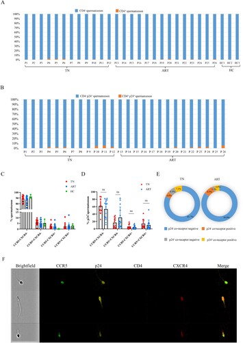 Figure 2. Receptor CD4 and co-receptor CCR5 or CXCR4 levels of the spermatozoa. (A) CD4 levels of spermatozoa in semen from HIV-infected men and healthy men. (B) CD4 levels of p24+ spermatozoa. (C) CCR5 or CXCR4 levels of spermatozoon from HIV-infected men and healthy men. (D) CCR5 or CXCR4 levels on p24+ spermatozoa from HIV-infected men. (E) CCR5 or CXCR4 levels of p24- and p24+ spermatozoa in the TN and ART groups. (F) CCR5- or CXCR4-positive spermatozoa from HIV-infected men detected using imaging flow cytometry. CCR5-FITC; p24-PE; CD4-BV605; CXCR4-APC; CD3-APC/Cy7. The Mann–Whitney U nonparametric test was used to compare the two groups. ns, not significant.