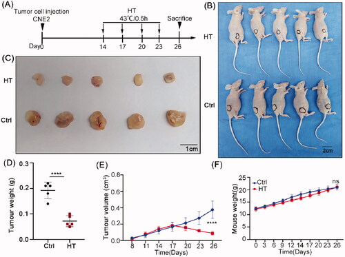 Figure 6. Hyperthermia suppresses NPC xenograft growth in nude mice. (A) Treatment schedule. Mice were injected subcutaneously with CNE2 cells and allowed to establish xenografts for two weeks before subjecting the treatment group mice to immersion in a 43 °C water bath for 30 min on days 14, 17, 20 and 23. (B) Whole body images of the mice on day 26 showing hyperthermia treatment resulted in smaller tumors than the control group. (C) Images of the excised tumors after sacrifice on day 26. (D) Final tumor weight comparisons. (E) Tumor growth size was monitored throughout the experiment. (F) Total body weight monitoring throughout the experiment. Data are presented as mean ± s.d.; n = 5 tumors for each group. ****p < 0.0001.