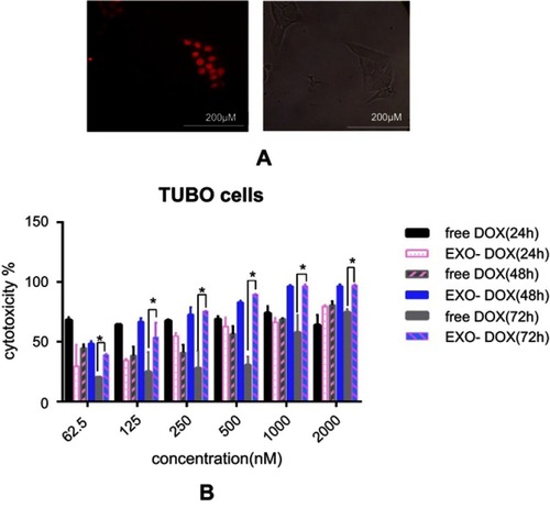 Figure 5 DOX delivery to TUBO cells and in vitro cellular cytotoxicity. (A) TUBO cells were incubated with 200 nM of exo-DOX for 4 hours. (B) TUBO cells were incubated with free DOX, targeted and untargeted exo-DOX for 24 hours, 48 hours, and 72 hours. Cell cytotoxicity was assessed using MTT assay. Exo-Dox showed similar cytotoxicity with free Dox after24 hours and 48 hours, with more cytotoxicity at 72 hours. The Student’s t-test was used to assess the significance of difference in cytotoxicity of the tested groups. Each error bar represents the mean±SD of three replicates. *P<0.05.Abbreviations: DOX, doxorubicin; exo-DOX,  doxorubicin-loaded exosome.