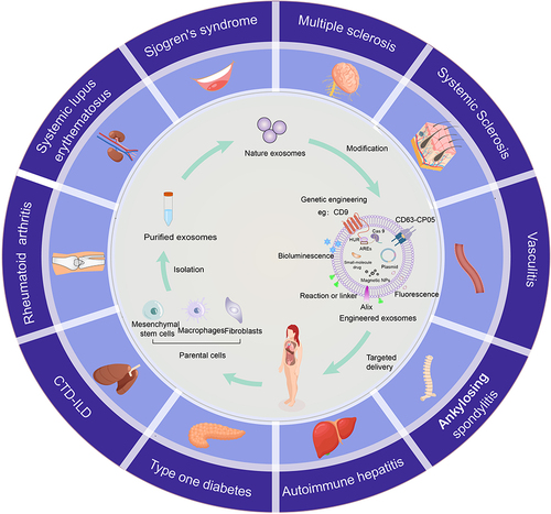 Figure 2 Purified exosomes extracted from parent cells are subjected to genetic engineering and other modification methods to obtain engineered exosomes, which are then targetedly delivered to the site of action.