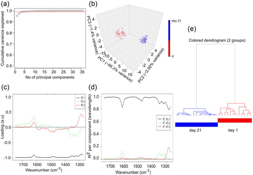 Figure 6. Chemometric and hierarchial analysis of IR spectra. (a) Variance plot of the IR spectra of lysozyme showing the amount of variance captured by each principal component. (b) PCA score plot. (c) Loading plot for the IR spectra ensemble of lysozyme fibrillation. (d) Cumulative proportion plot for the IR spectra ensemble of lysozyme fibrillation. (e) Hierarchical clustering of the spectra for the two different lysozyme fibrils type.