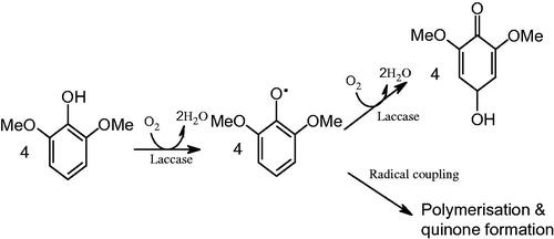 Figure 1. Mechanism of oxidation of 2, 6-dimethoxy phenol by laccase.