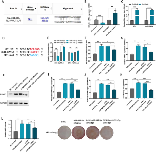 Figure 5 miR-339-5p can negatively regulate SPI1 in hBMSCs. (A) The putative binding sites between miR-339-5p and SPI1 were predicted by bioinformatics analysis; (B) miR-339-5p negatively regulated SPI1 in hBMSCs; (C) An RIP assay was conducted to confirm the association of miR-339-5p with SPI1; (D) The miR-339-5p was targeted at SPI1 3’UTR; (E) Luciferase reporter gene assays were performed to detect the fluorescence activity of the SPI1 3’UTR in hBMSCs co-transfected with wild-type SPI1 3’UTR or mutational type SPI1 3’UTR and miR-339-5p mimics/ inhibitors, respectively; (F) The SPI1 mRNA expression levels were detected by qRT-PCR in hBMSCs co-transfected with SPI1 siRNA and miR-339-5p inhibitor; (G) RUNX2 levels were detected by qRT-PCR in hBMSCs co-transfected with SPI1 siRNA and miR-339-5p inhibitor; (H) RUNX2 protein levels were determined by Western blotting assay in hBMSCs co-transfected with SPI1 siRNA and miR-339-5p inhibitor; (I and J) OSX and ALPL levels were detected by qRT-PCR in hBMSCs co-transfected with SPI1 siRNA and miR-339-5p inhibitor; (K) ALP activity assays were detected in hBMSCs co-transfected with SPI1 siRNA and miR-339-5p inhibitor; (L) ARS stainings were performed in hBMSCs co-transfected with SPI1 siRNA and miR-339-5p inhibitor. *P < 0.05, **P < 0.01, ***P < 0.001.