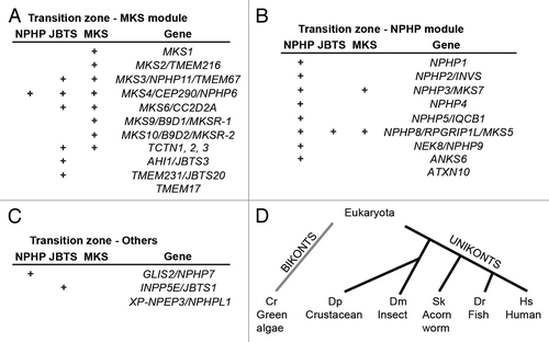 Figure 2. Transition zone protein modules. (A–C) Transition zone proteins classified into MKS (Meckel-Gruber Syndrome) module components (A), NPHP (Nephronophthisis) module constituents (B) and others that are not currently categorized (C). Some of the proteins, when mutated, lead to other syndromic diseases such as Joubert syndrome (JBTS). (D) The transition zone protein Cep290 is conserved in both of the main branches of eukaryotic evolution.Citation51,Citation55,Citation199
