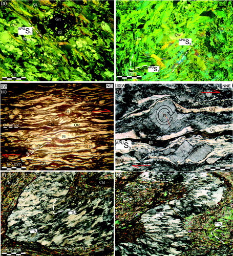 Figure 9. Petrographical features of the Aspromonte-Peloritani Unit (a) axial planar schistosity (APUS1) highlighted by Qtz + Pl1 + Bt1 + Wmca1 + Grt1 + Sill assemblage (nicols +); (b) Incipient crenulation schistosity (APUS2) developing in lepidoblastic levels of the sillimanite bearing paragneiss (APU) (nicols +); (c) Mylonitic paragneiss of the APU with SC structure consistent with a top to NE sense of shear (nicols +); (d) Mylonitic leucogneiss of the APU with δ-type and antithetic book-shelf-sliding structure consistent with a top to NNE sense of shear (nicols +); (e), (f) Post-mylonitic isoclinals folding with formation of new axial plane foliation (APUS4) (nicols +).