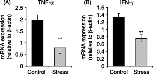 Figure 3 Effects of chronic stress on TNF-α and IFN-γ mRNA expression in lymphocytes. Total RNA and mRNA were isolated from lymph nodes of stressed mice, and untreated mice, and used for cDNA synthesis. Cytokine expression was evaluated by Real Time RT-PCR using SYBR Green dye. Representative results from three independent experiments are shown. Values are expressed as group means ± SEM. normalized with β-actin as housekeeping gene. Statistical significance was determined using unpaired t-test (n = 5 mice per group, **p < 0.01).