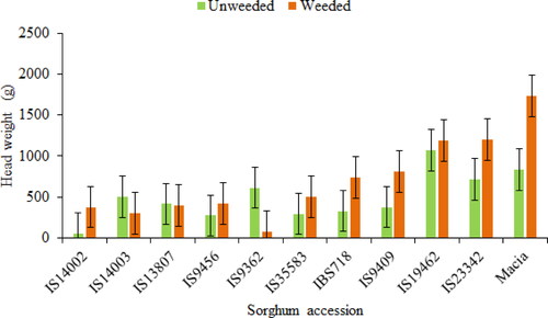 Figure 5. Sorghum accession × weeding regime interaction.
