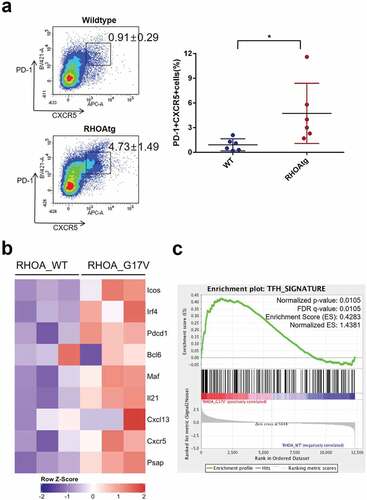 Figure 3. Increase in the number of Tfh cells in the enlarged transgenic lymph nodes. (a) The proportions of Tfh cells among helper T-cells were determined using the lymph nodes from wild type and transgenic mice. CD4+ B220- CD11b-cells were analyzed for the expression of PD-1 and CXCR5 following the protocol described in Baumjohann and Ansel, Nat. Protoc., doi.org/10.1038/protex.2013.060. Note the significant increase in PD-1+ CXCR5+ Tfh cells in the affected transgenic lymph nodes. Graph on the right side summarizes results from multiple samples (n = 6). (*) represents P-value <0.05 from t-test. (b) Heatmap representation of Tfh-associated markers in CD4 + T cells from WT and RHOA p.Gly17Val transgenic mice. (c) Gene set enrichment analysis indicates enrichment of Tfh signature.