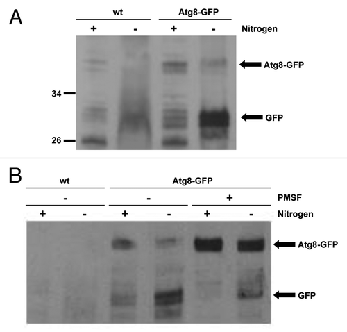 Figure 2. A GFP release assay can be used to assess autophagy. (A and B) Cells lacking auxotrophic markers and expressing either untagged Atg8 (wt; SW576) or Atg8 tagged with GFP at the N terminus (Atg8-GFP; JT268) were incubated in minimal medium containing a nitrogen source (EMM) or minimal medium lacking a nitrogen source (EMM-N) in the presence or absence of 1 mM PMSF as indicated for 20 h at 30°C. Cell extracts were prepared and analyzed by western blotting using anti-GFP antibodies. The Atg8-GFP fusion protein and free GFP released during autophagy are indicated.